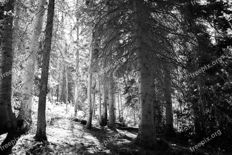 Trees Hiking Forest Nature Landscape