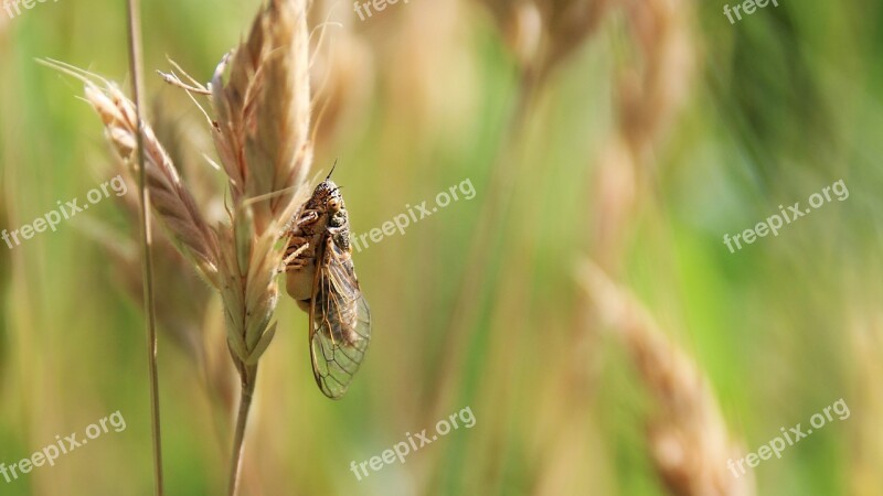 Cicada Summer Insect Chirp Free Photos