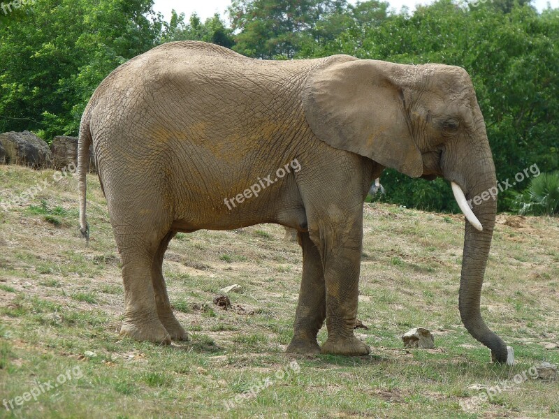 Elephant Pachyderm Defence Savannah Ivory