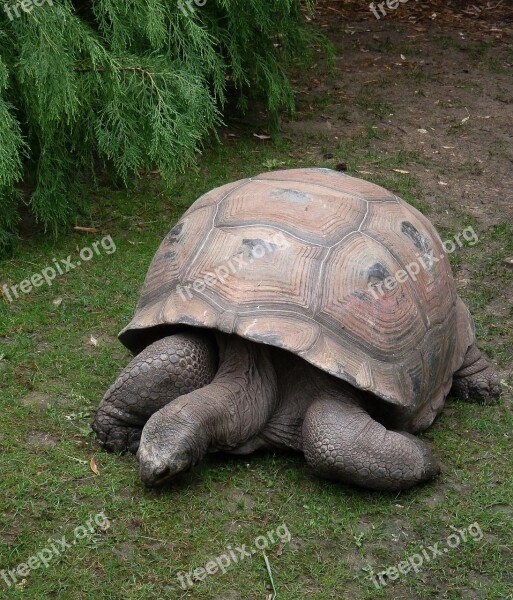 Turtle Animal Carapace Tortie Free Photos