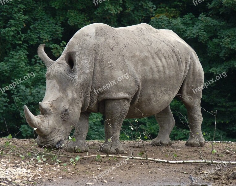 Rhinoceros Zoo Wild Animal Horns Free Photos