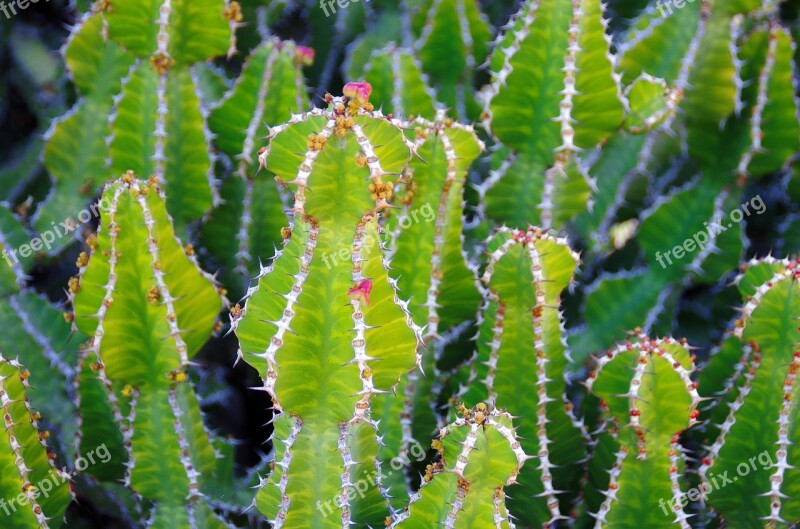 Lanzarote Cactus Garden Spice Thorns Garden