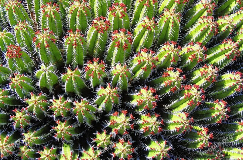 Lanzarote Cactus Garden Spice Thorns Garden