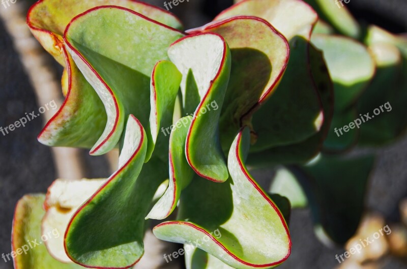 Lanzarote Cactus Garden Succulent Red Green