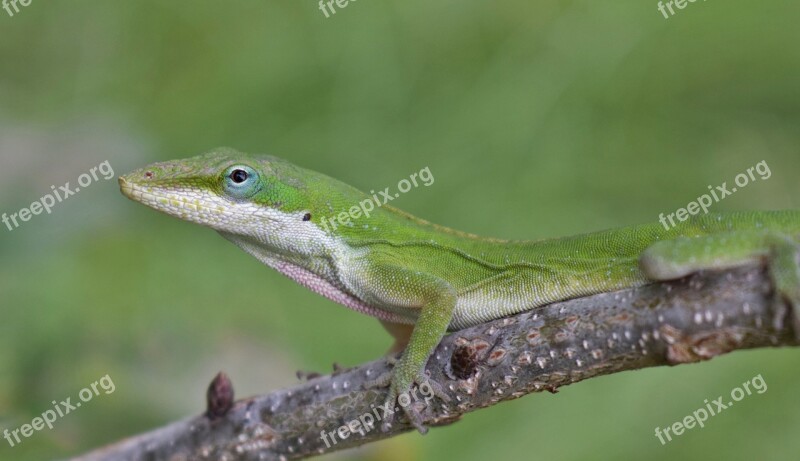 Anole Green Anole Lizard Green Lizard Reptile