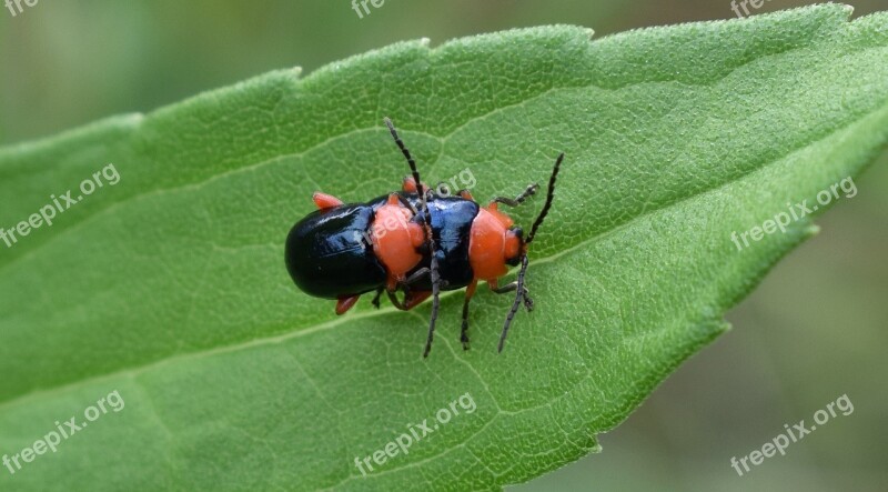 Shiny Flea Beetle Beetle Beetles Bug Insects