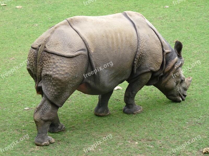 Rhinoceros Zoo Wild Animal Defenses Free Photos