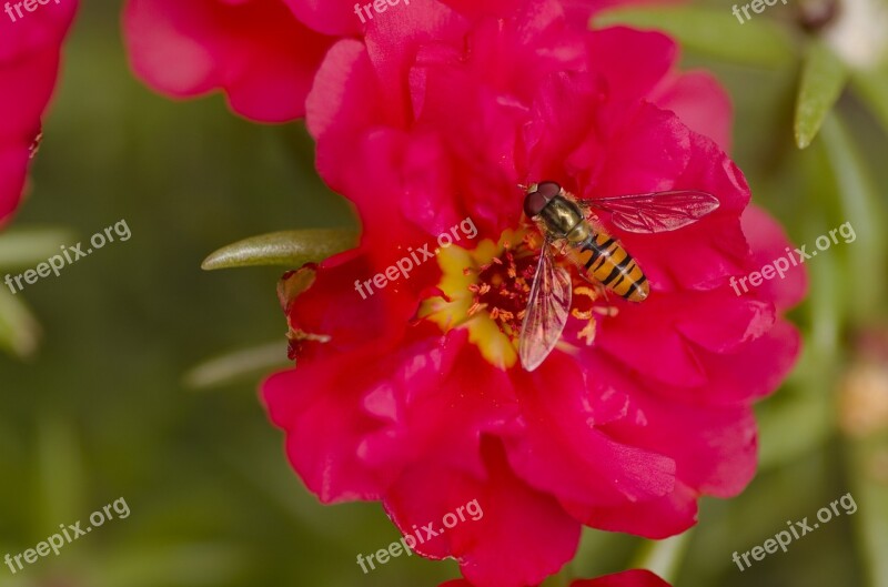 Hoverfly Garden Flower Red Pollen