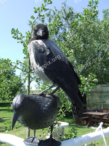 Hooded Crow Bird The Crow Crows Garden Haughtiness