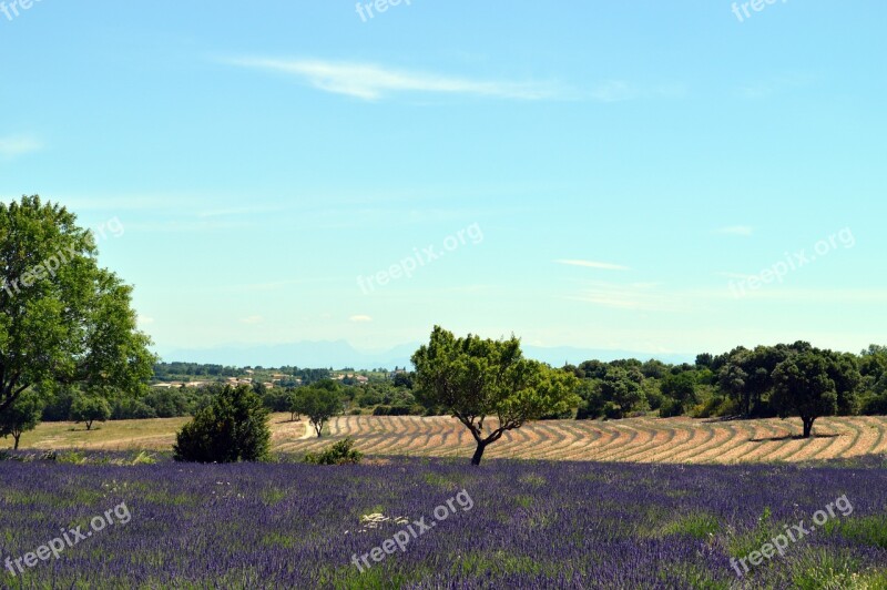 Lavender Provence France Nature South