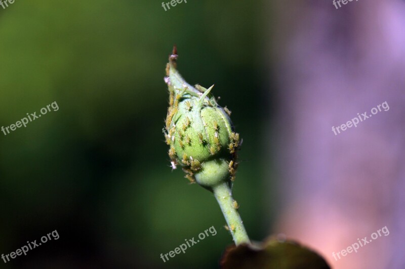 Aphids Bud Garden Insects Free Photos