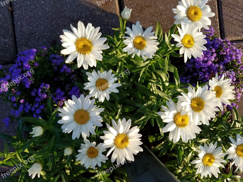 Daisies Flowers Floral Free Photos