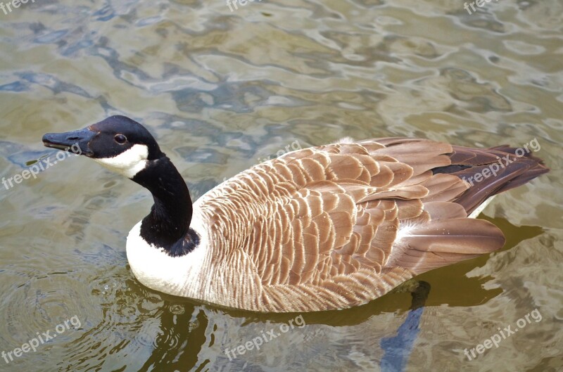 Duck Animal Bird Nature Wildlife