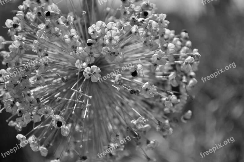 Ornamental Onion Nature Flower Plant Ball Leek