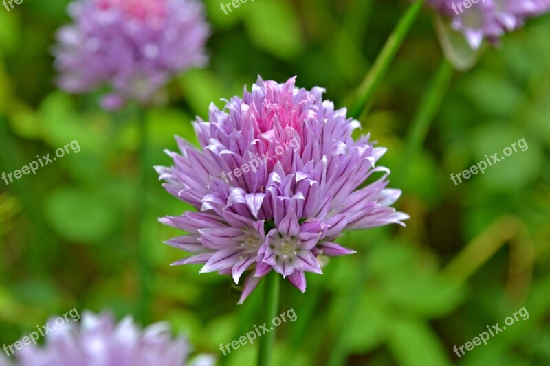 Chive Flowers Chive Flowers Herbs Vegetables