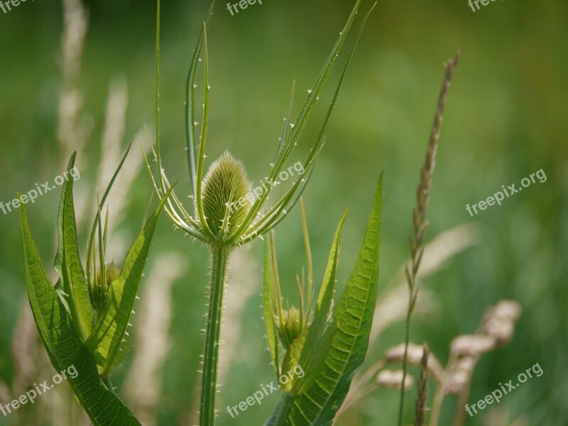 Thistle Bud Thorns Wild Teasel Plant