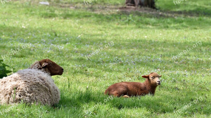 Sheep Animals Flock Of Sheep Lambs Landscape