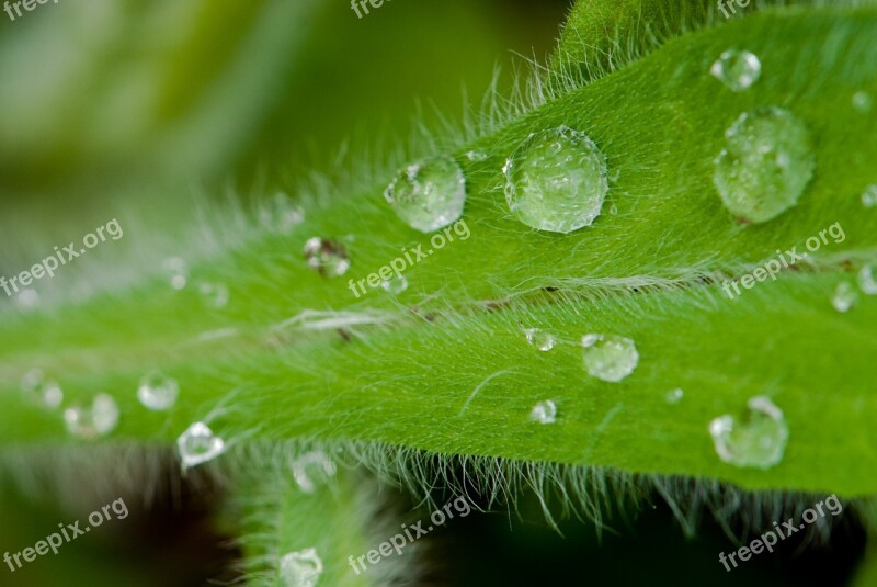 Leaf Water Drops Close Leaf Free Photos