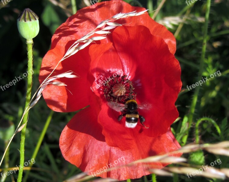 Klatschmohn Red Flower Nature Hummel