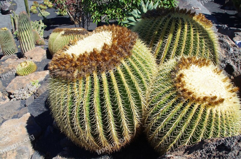 Lanzarote Cactus Garden Stepmother Cushion Spice Nature