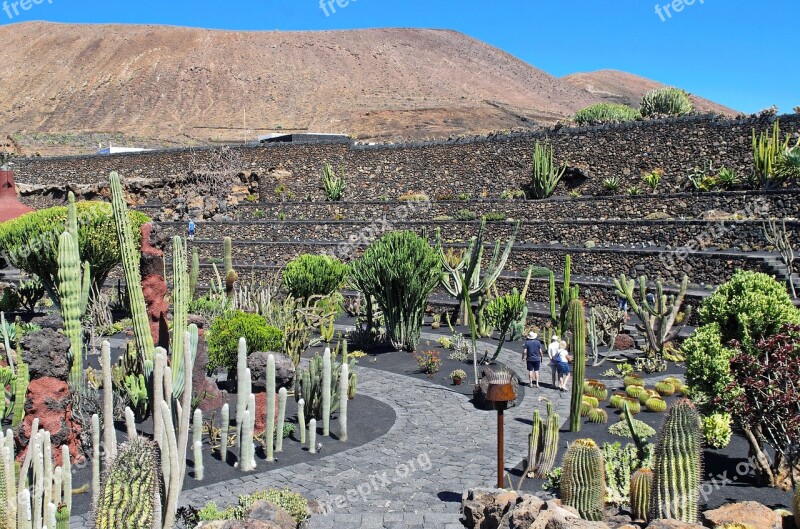 Lanzarote Cactus Garden Volcano Walls Spice