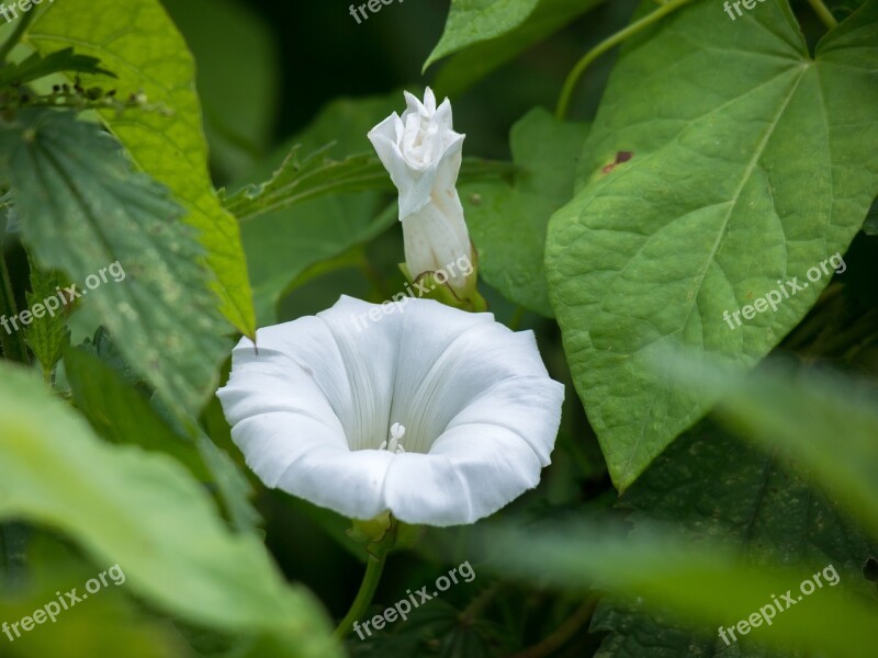 Bindweed Blossom Bloom Bud Farmland-winds