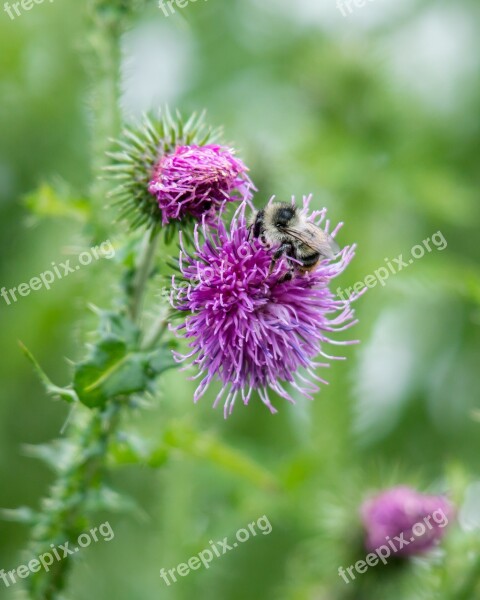 Bee Thistle Blossom Bloom Pollination