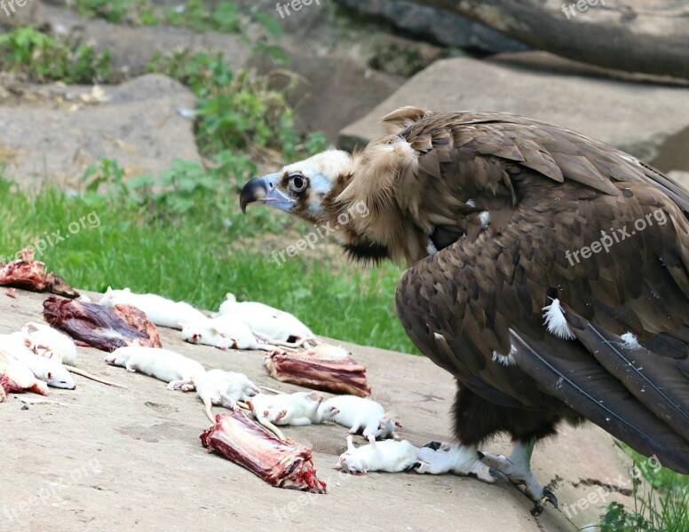 Vulture Eagle Rat Nutrition Death