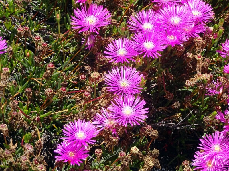 Sedum Canaries Flower Violet Purple Flowers Summer