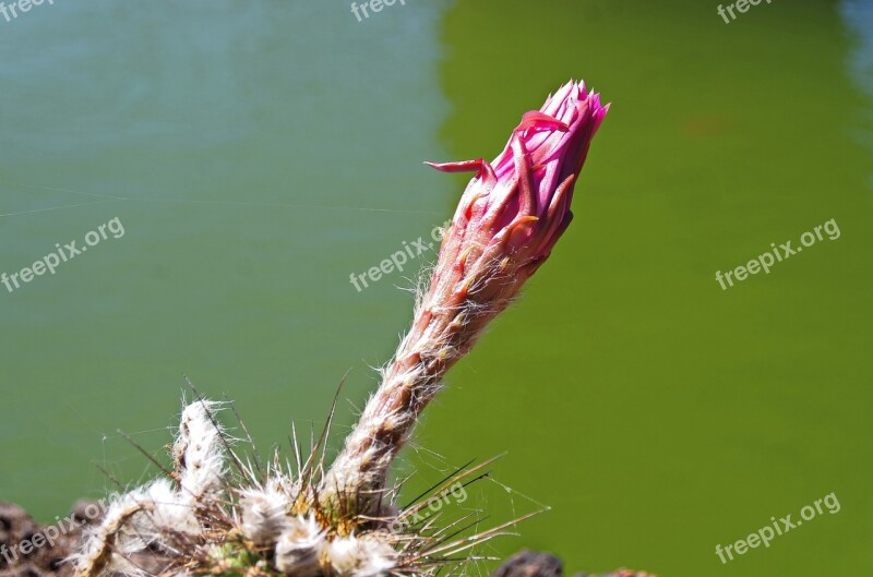 Lanzarote Cactus Garden Spice Thorns Flower