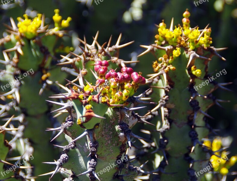 Lanzarote Cactus Garden Spice Thorns Yellow Flowers