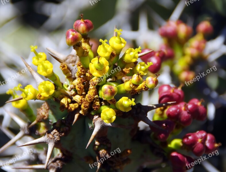 Lanzarote Cactus Garden Spice Thorns Yellow Flowers