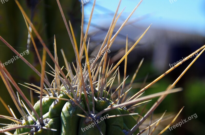 Lanzarote Cactus Garden Spice Thorns Garden