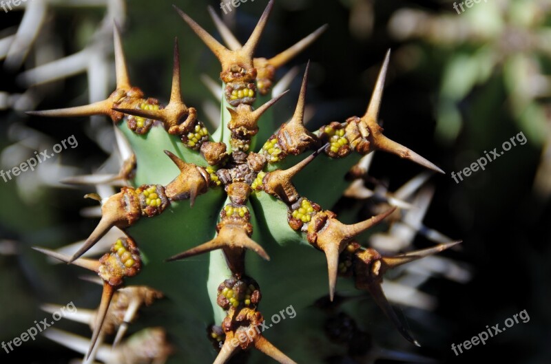 Lanzarote Cactus Thorns Quills Grey