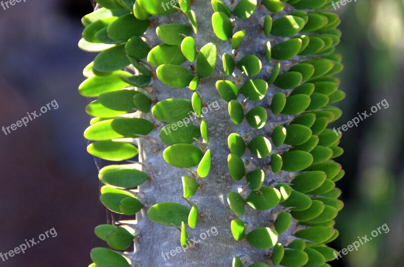 Lanzarote Cactus Thorns Quills Leaves