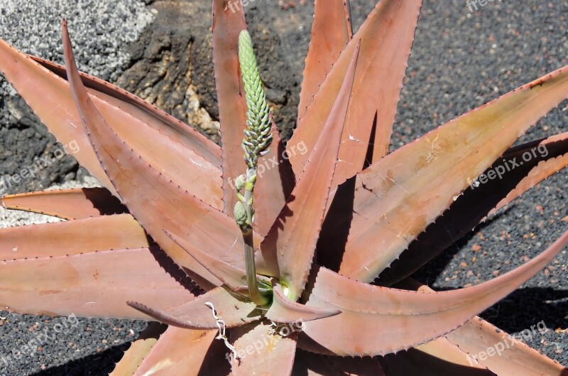 Lanzarote Aloe Aloe Vera Thorns Quills