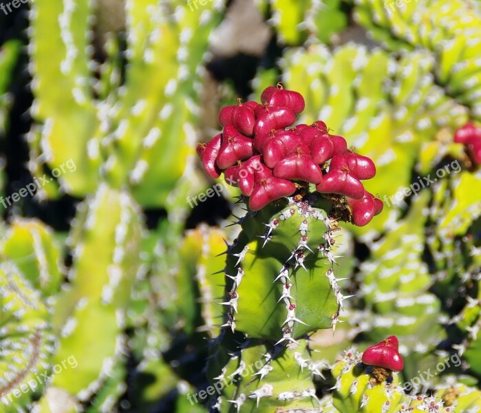 Lanzarote Cactus Fruit Red Thorns