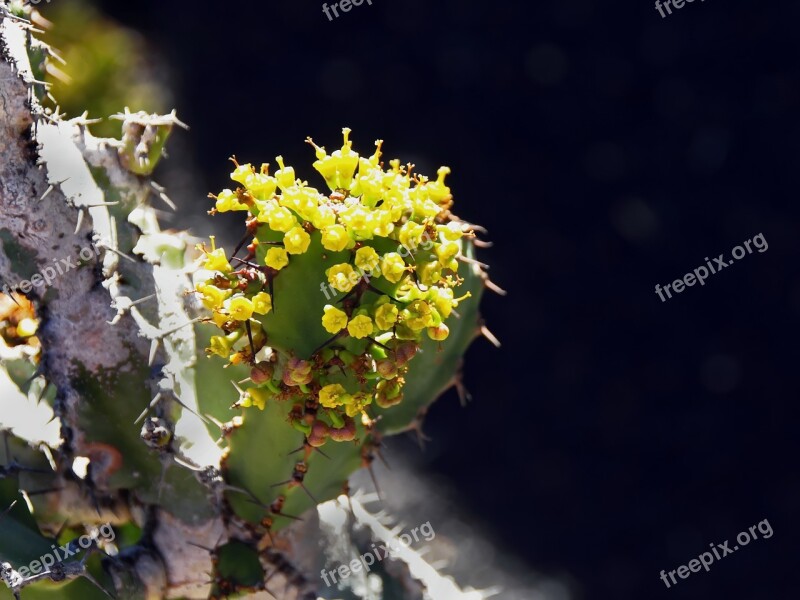 Lanzarote Cactus Flower Yellow Thorns