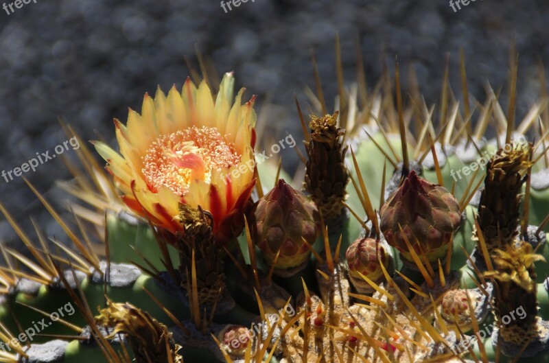 Lanzarote Cactus Flower Orange Red