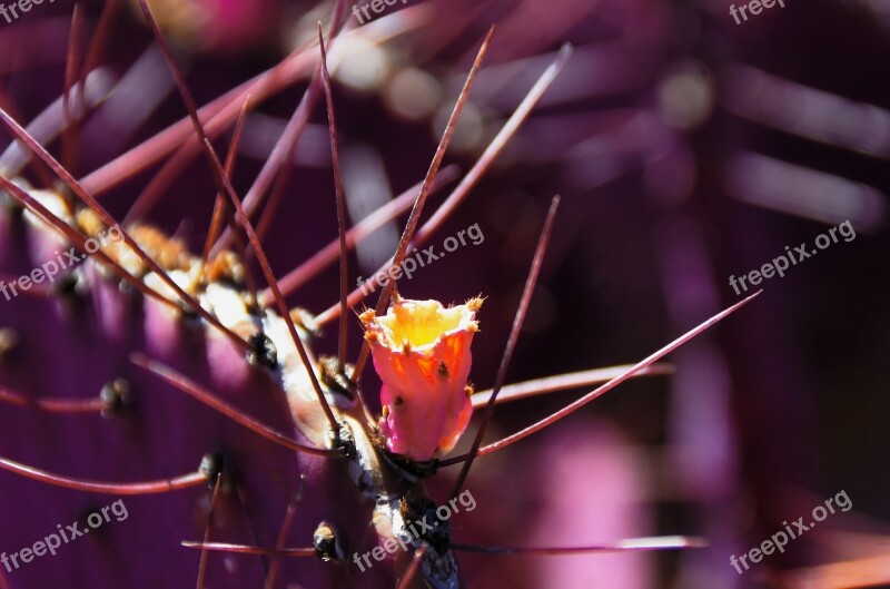 Lanzarote Cactus Flower Orange Thorns