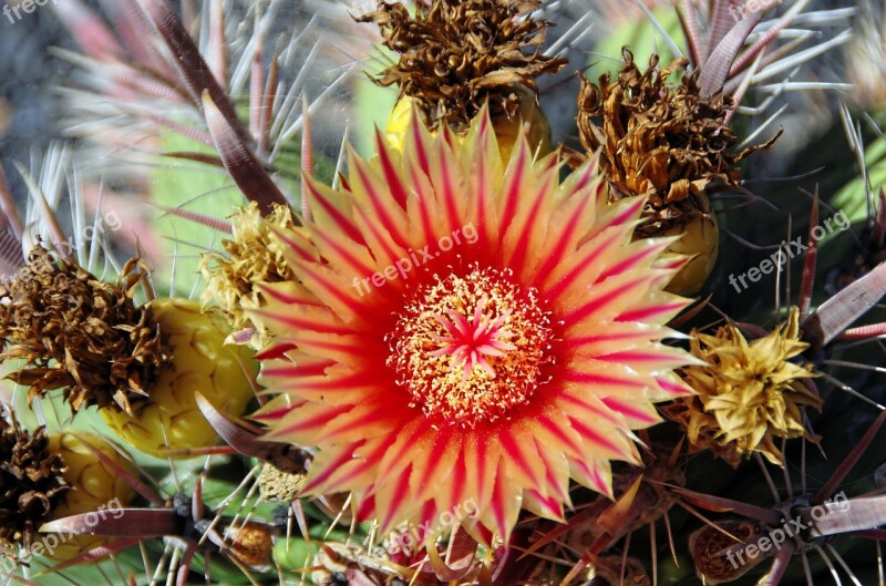 Lanzarote Cactus Flower Orange Red