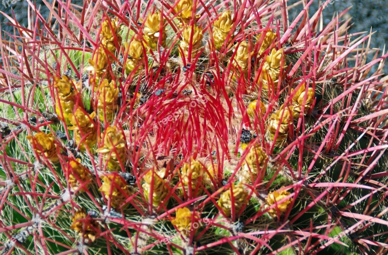 Lanzarote Cactus Flower Orange Red