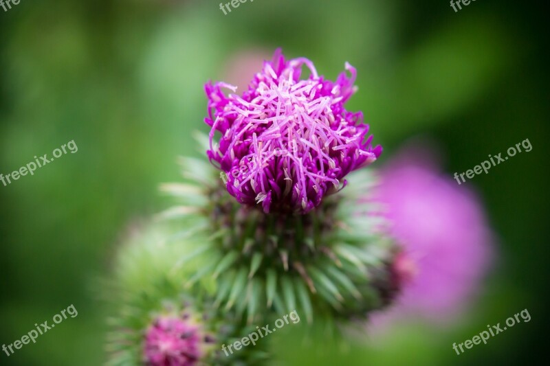 Thistle Bud Blossom Bloom Ring Thistle