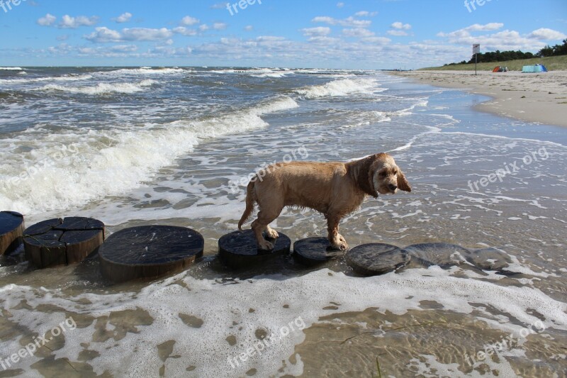 Dog On Beach Play Fun Joy Movement