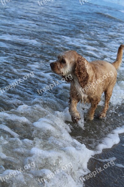 Dog On Beach Play Fun Joy Movement