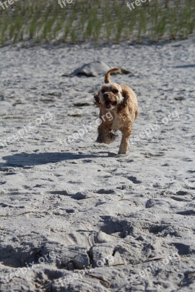 Dog On Beach Play Fun Joy Movement