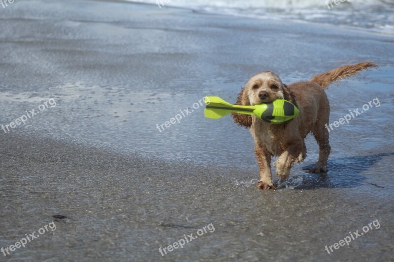 Dog On Beach Play Fun Joy Movement