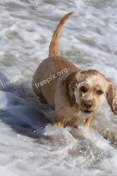 Dog On Beach Play Fun Joy Movement