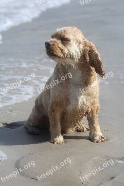 Dog On Beach Play Fun Joy Movement