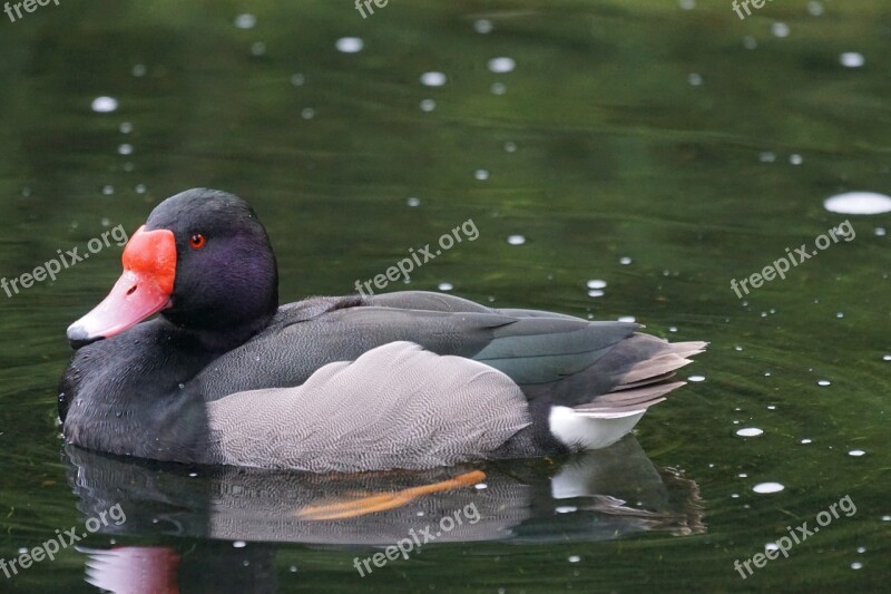 Rosy-billed Pochard Magpie Duck Bird Diving Duck Male